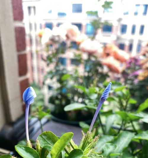 花毛茛养护指南？如何确保花开不断？