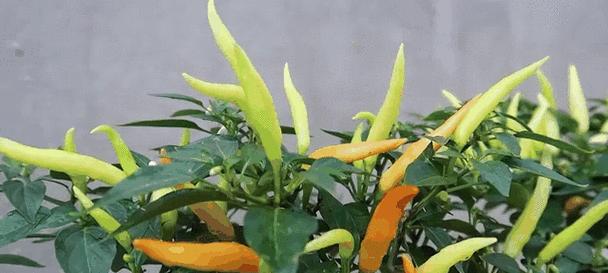 朝天椒种植技术有哪些？管理要点是什么？