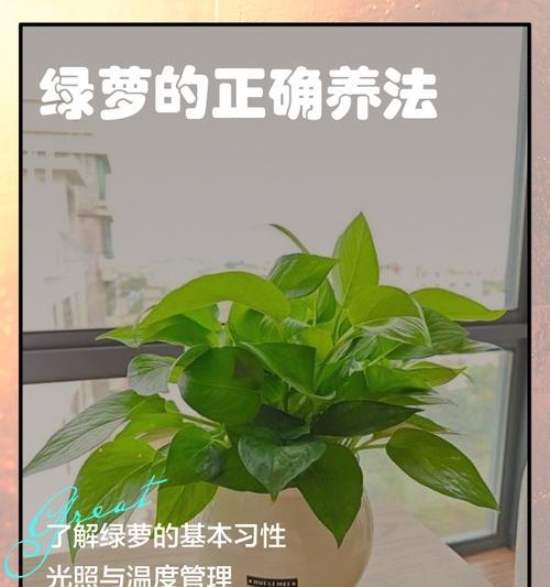 家里养绿萝有哪些利弊？如何正确养护？
