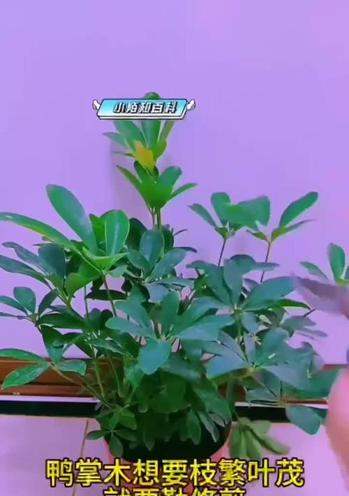 鸭掌木修剪有技巧吗？怎样修剪才能促进生长？