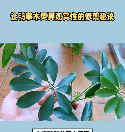 鸭掌木修剪有技巧吗？怎样修剪才能促进生长？