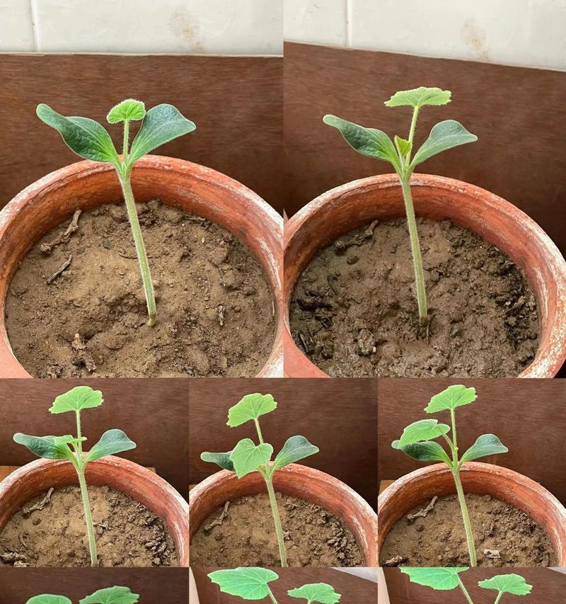 种子怎样催芽？出芽率能提高几倍？