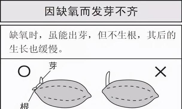 种子怎样催芽？出芽率能提高几倍？