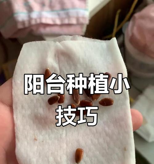 种子怎样催芽？出芽率能提高几倍？