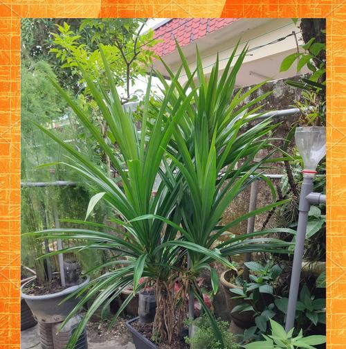花卉盆景观叶植物如何养护？常见问题有哪些？