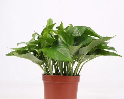 花卉盆景观叶植物如何养护？常见问题有哪些？