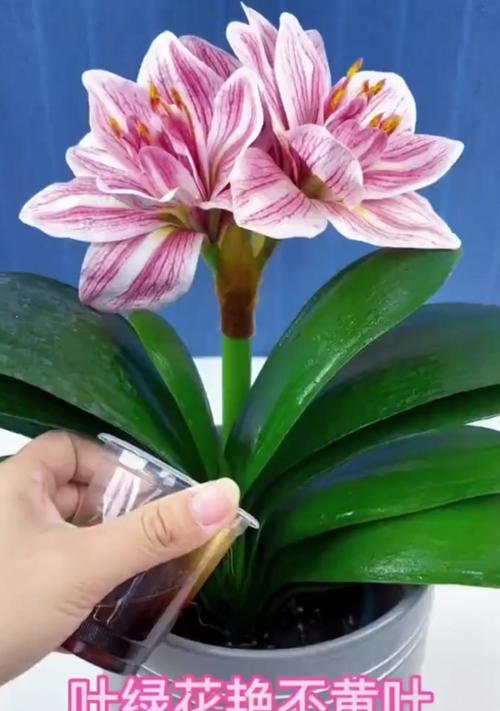 花卉盆景观叶植物如何养护？常见问题有哪些？