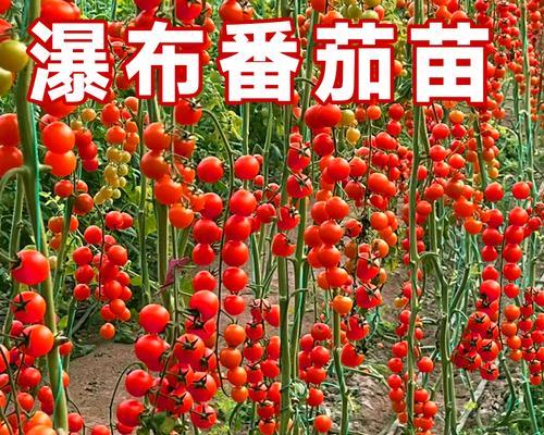 番茄春季种植技术全攻略？如何种出丰收果实？