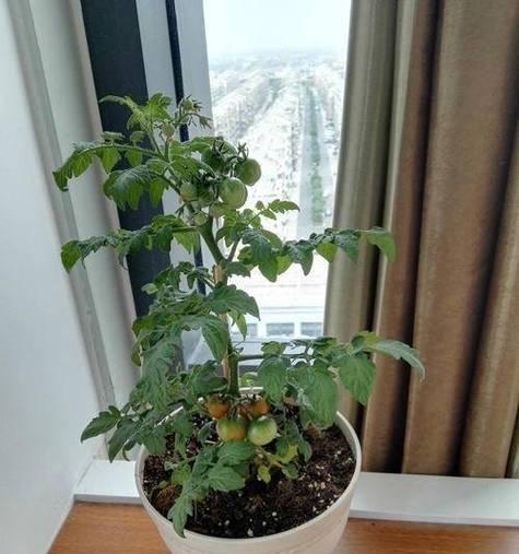 番茄春季种植技术全攻略？如何种出丰收果实？