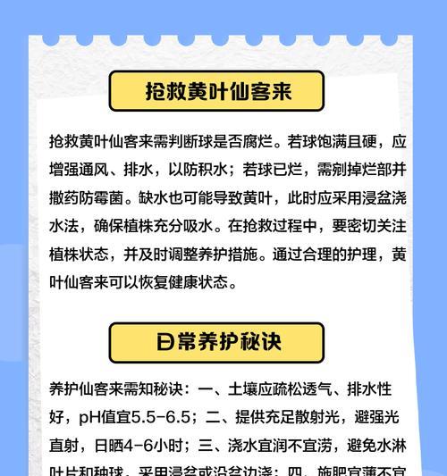 仙客来叶子发黄的原因是什么？如何对症解决？