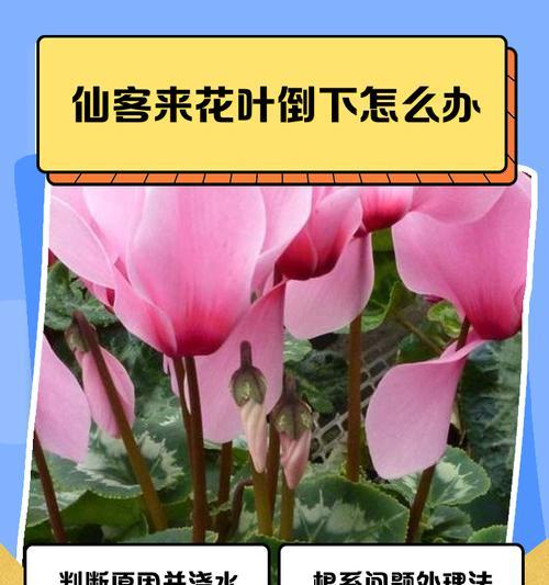 仙客来叶子发黄的原因是什么？如何对症解决？