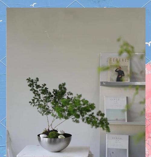 蓬莱松怎样制作盆景？养护要点有哪些？