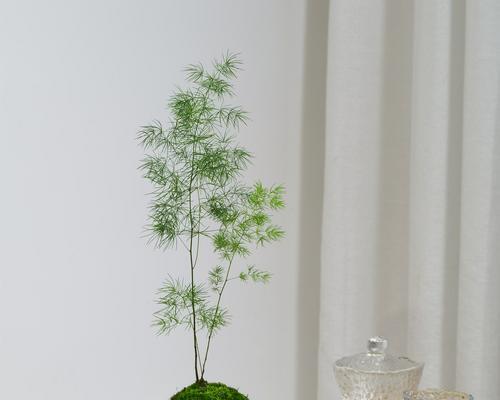 蓬莱松怎样制作盆景？养护要点有哪些？