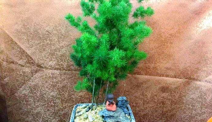 蓬莱松怎样制作盆景？养护要点有哪些？