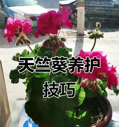 翻盆换土与光照管理对天竺葵养护有何影响？
