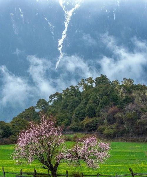 林芝桃花为何花期这么长？背后的原因是什么？