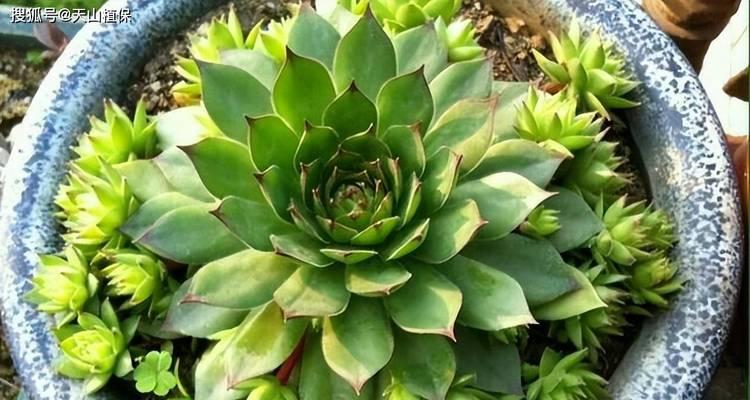 观音莲养护技巧是什么？如何处理植物黄叶？