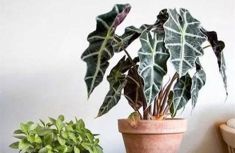 观音莲养护技巧是什么？如何处理植物黄叶？