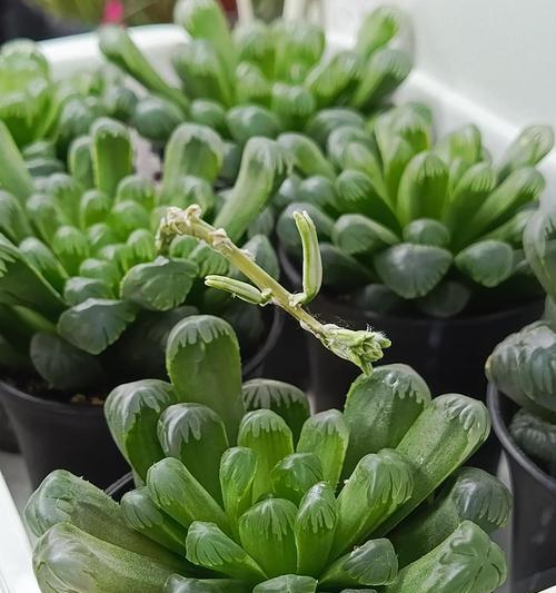 观音莲养护技巧是什么？如何处理植物黄叶？