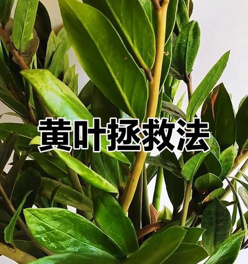 植物黄叶处理方法有哪些？常见原因是什么？