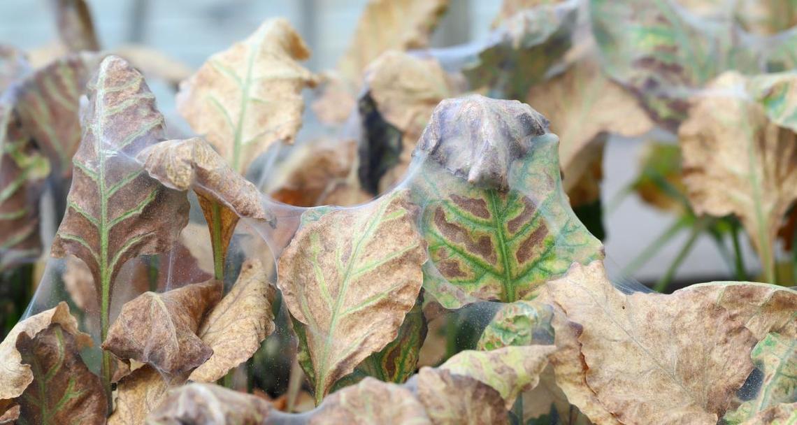 植物黄叶处理方法有哪些？常见原因是什么？
