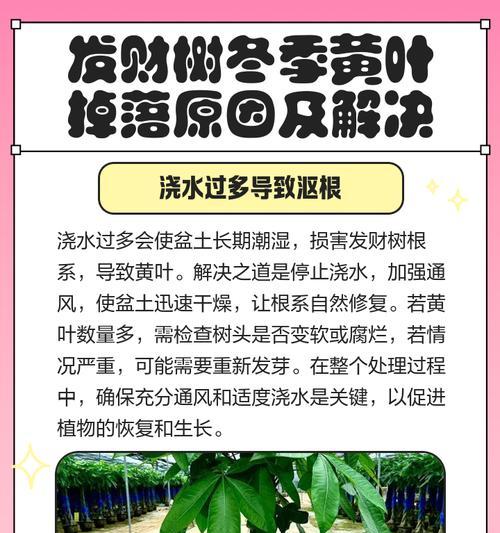 植物黄叶处理方法有哪些？常见原因是什么？