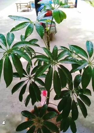 鸭掌木开花有哪些征兆？如何促进开花？