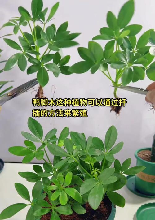 鸭掌木开花有哪些征兆？如何促进开花？