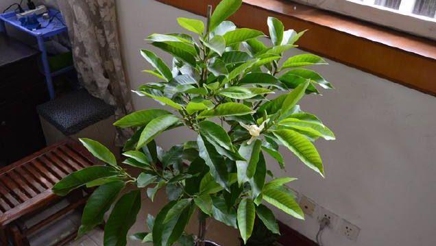 白兰花养护技巧有哪些？如何科学地养出独特魅力？