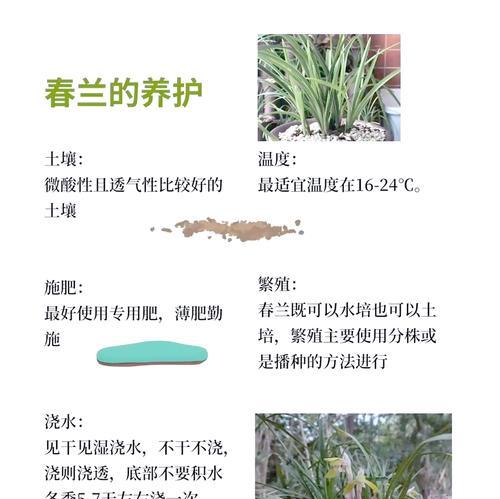 白兰花养护技巧有哪些？如何科学地养出独特魅力？