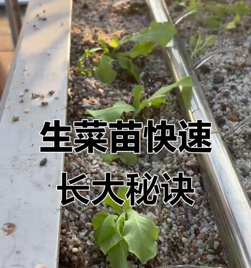 蔬菜种植全攻略？莴苣、生菜及其他品种如何育苗？