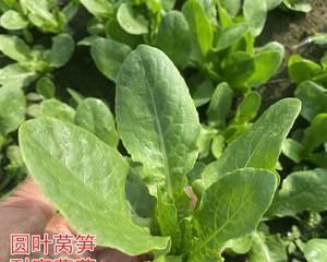 蔬菜种植全攻略？莴苣、生菜及其他品种如何育苗？