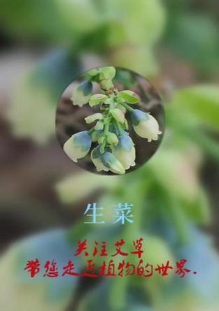 蔬菜种植全攻略？莴苣、生菜及其他品种如何育苗？