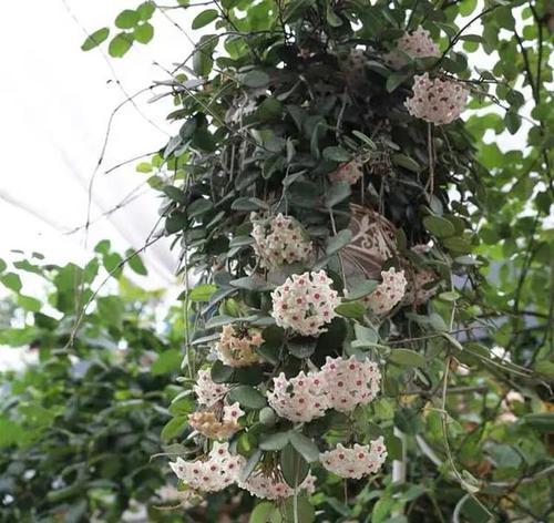 球兰小苗如何区分叶芽和花芽？26天如何鼓出新芽点？