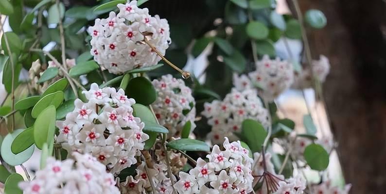 球兰小苗如何区分叶芽和花芽？26天如何鼓出新芽点？