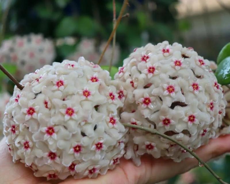 球兰小苗如何区分叶芽和花芽？26天如何鼓出新芽点？
