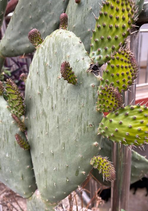 仙人掌大颗粒土种植技巧有哪些？