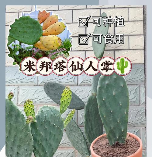 仙人掌大颗粒土种植技巧有哪些？