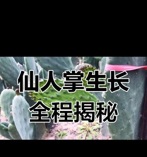 仙人掌新芽变红的原因及解决方法是什么？