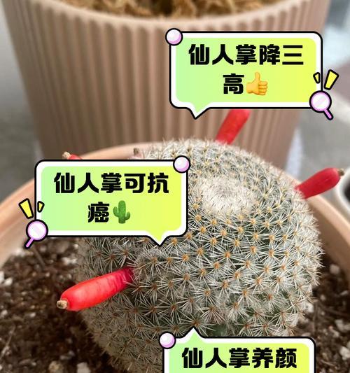 仙人掌量天尺冬季养护要点是什么？