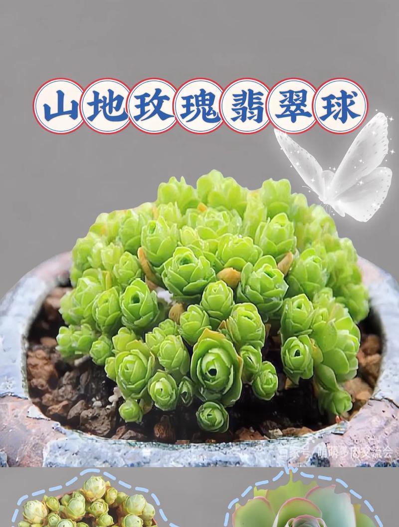 玫瑰花凋落后如何修剪才能保持美观？