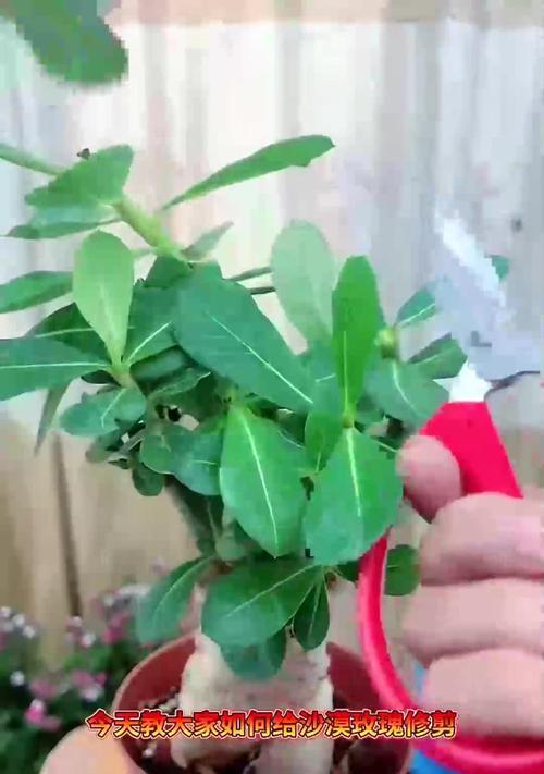 玫瑰花凋落后如何修剪才能保持美观？
