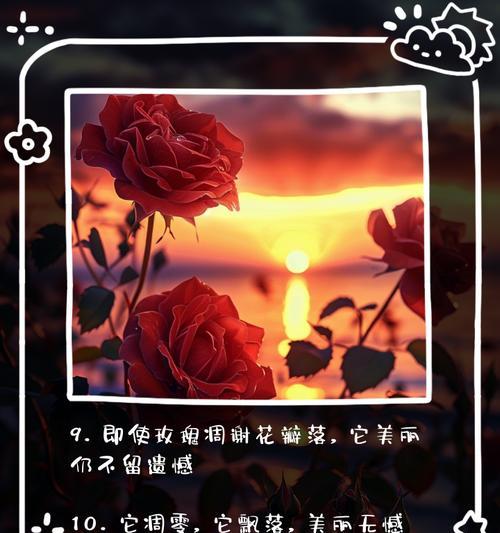 玫瑰花凋落后如何修剪才能保持美观？