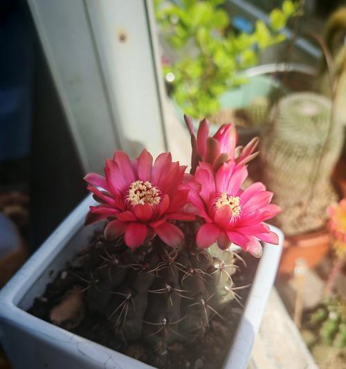 仙人球开花的条件和时间是什么？