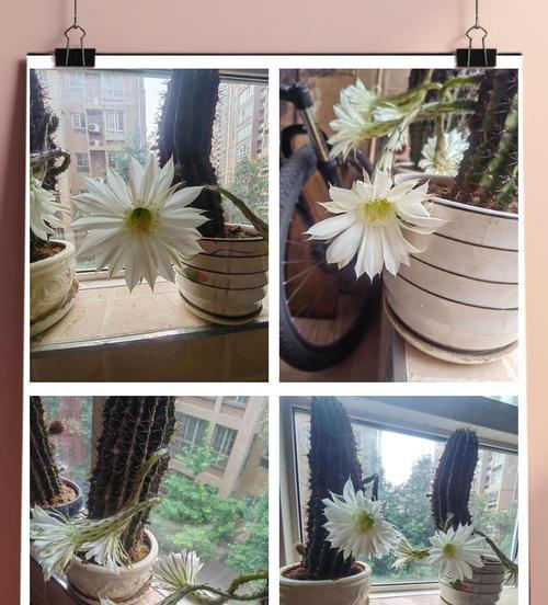 仙人球开花的条件和时间是什么？