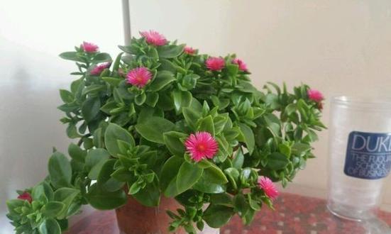 牡丹花水培加速开花的方法有哪些？