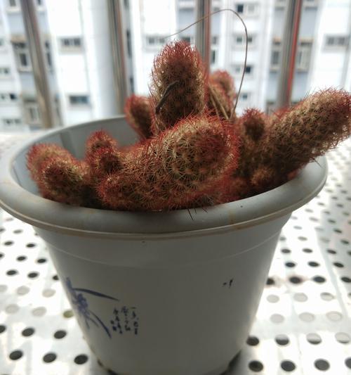 仙人球为何会转着圈开花？