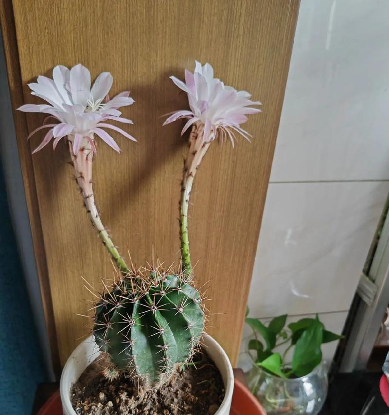 仙人球为何会转着圈开花？