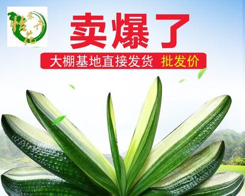 君子兰毛串彩兰的养护与管理方法是什么？