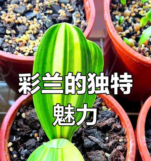 君子兰毛串彩兰的养护与管理方法是什么？